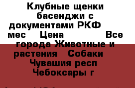 Клубные щенки басенджи с документами РКФ - 2,5 мес. › Цена ­ 20 000 - Все города Животные и растения » Собаки   . Чувашия респ.,Чебоксары г.